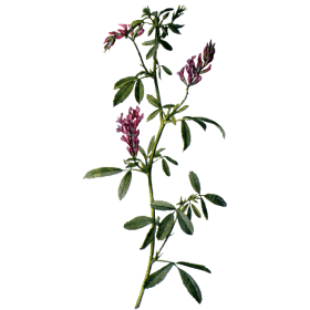 Alfalfa ou Luzerne bio en gélules (Medicago sativa)