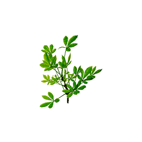 Eleuthérocoque bio en gélules (Eleutherococcus senticosus)