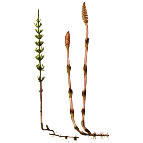 Prêle bio en gélules reminéralisant (Equisetum arvense)