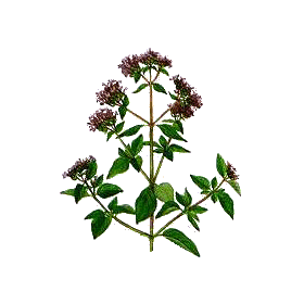 Huile essentielle Origan Compact bio (Origanum compactum)