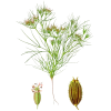 Huile essentielle de Cumin (Cuminum cyminum)