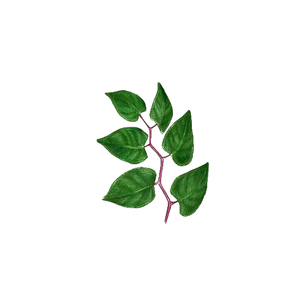 Renouée du Japon Trans-resvératrol végétal (Polygonum cuspidatum)