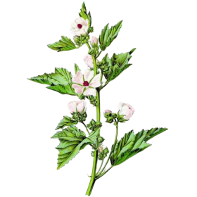 Hochet de Guimauve pour bébés et enfants (Althaea officinalis)