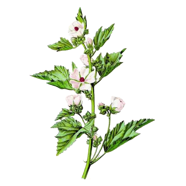 Hochet de Guimauve pour bébés et enfants (Althaea officinalis)