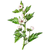 Hochet de Guimauve pour bébés et enfants (Althaea officinalis)