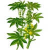 Huile végétale vierge de Ricin Bio*