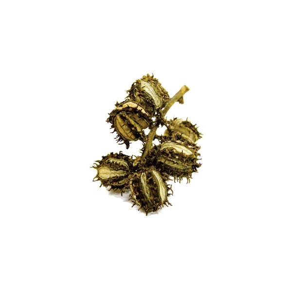 Huile végétale vierge de Ricin Bio*