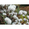 Rhododendron bio (Rhododendron anthopogon)