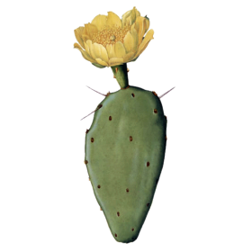 Huile végétale Figue de Barbarie Vierge Bio*