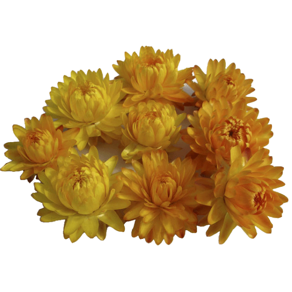 Huile essentielle Hélichryse de Madagascar Bio (Helichrysum gymnocephalum)