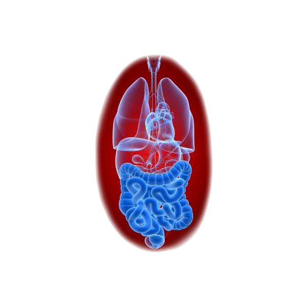 Balai Intestinal mélange en poudre Régénération