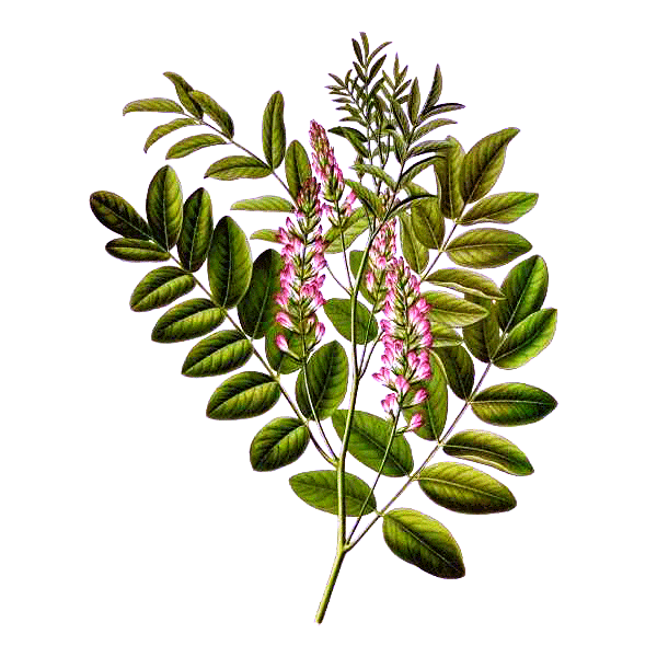 Reglisse Bio en gélules (Glycyrrhiza glabra)