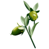 Huile végétale vierge de Jojoba Bio*