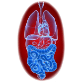 Balai Intestinal mélange en gélules Régénération