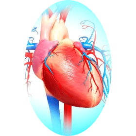 Cardiocool mélange en gélules Régénération