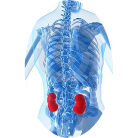 Casse-Pierres mélange en gélules Régénération