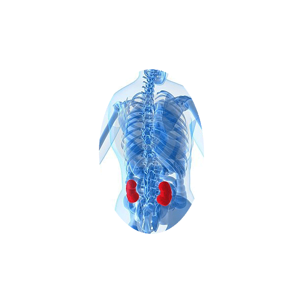 Casse-Pierres mélange en gélules Régénération