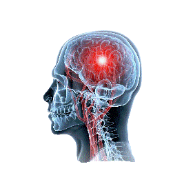 Cerveau & Système nerveux mélange en gélules Régénération