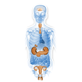 Glandes-Endocrines mélange en gélules Régénération
