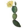 Nopal Opuntia en gélules pour cure minceur