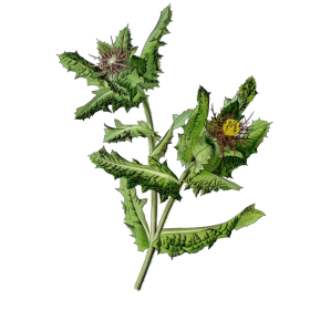 Chardon Bénit en gélules