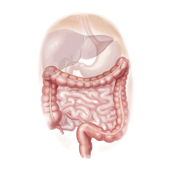 Inflestins mélange en gélules Régénération
