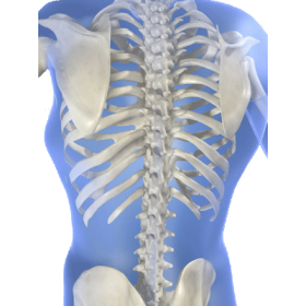Os & Structure mélange en gélules Régénération