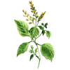 Huile essentielle Patchouli (Pogostemon cablin)