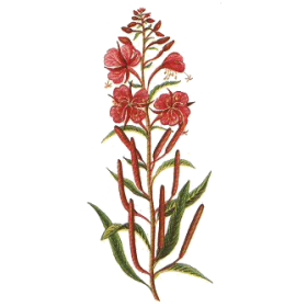 Epilobe BIO en gélules (Epilobium angustifolium - Prostate)