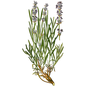 Lavande Officinale BIO en gélules  (Lavandula angustifolia)