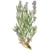 Lavande Officinale BIO en gélules  (Lavandula angustifolia)
