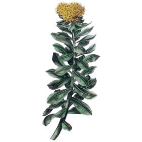 Rhodiola Rosea extrait BIO en gélules (Sedum roseum)