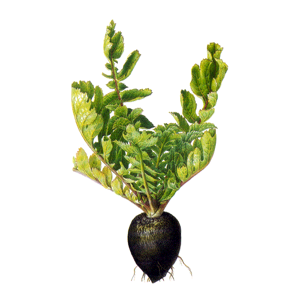 Radis noir Bio en gélules (Raphanus sativus var niger)