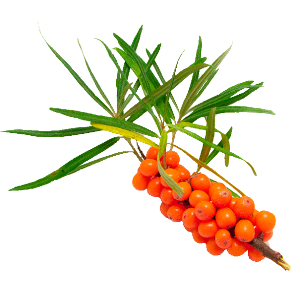 Huile végétale Vierge Argousier Bio*