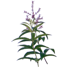 Verveine Odorante Bio en gélules (Lippia citriodora)