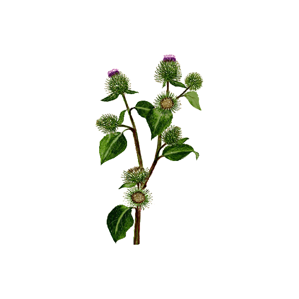 Bardane racine Bio en gélules