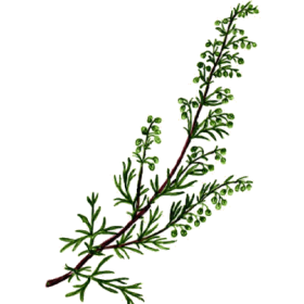 Armoise Bio en gélules (Artémisia vulgaris)