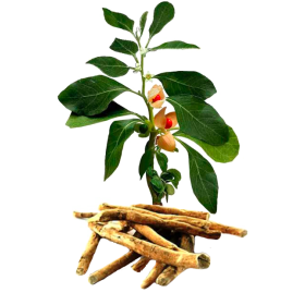 Ashwagandha racine BIO en gélules (Whitania somnifera)