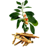 Ashwagandha racine BIO en gélules (Whitania somnifera)