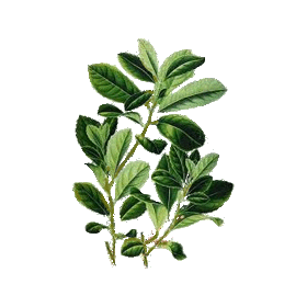 Maté vert en gélules (Ilex paraguariensis)