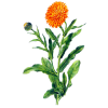 Souci fleur BIO en gélules (Calendula officinalis)