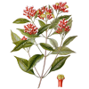 Clous de Girofle BIO en gélules (Eugenia caryophyllata)