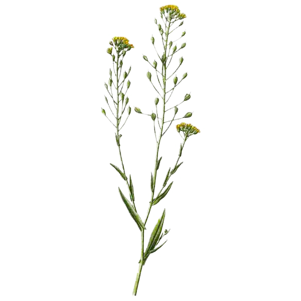 Huile végétale vierge de Cameline Bio*