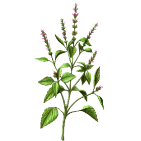 Basilic Sacré Bio en gélules (Ocimum sanctum)