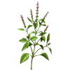 Basilic Sacré Bio en gélules (Ocimum sanctum)