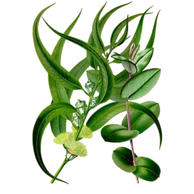 Eucalyptus globulus en gélules (Affections respiratoires)