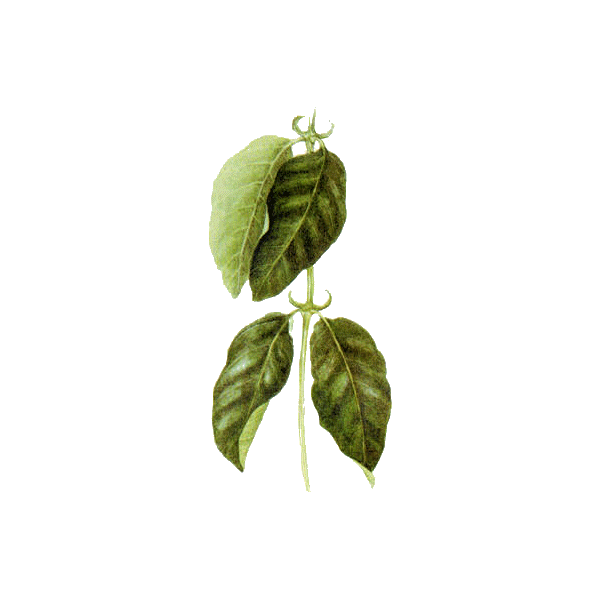 Griffe du Chat BIO en gélules (Uncaria tomentosa), puissant renfort de l'immunité