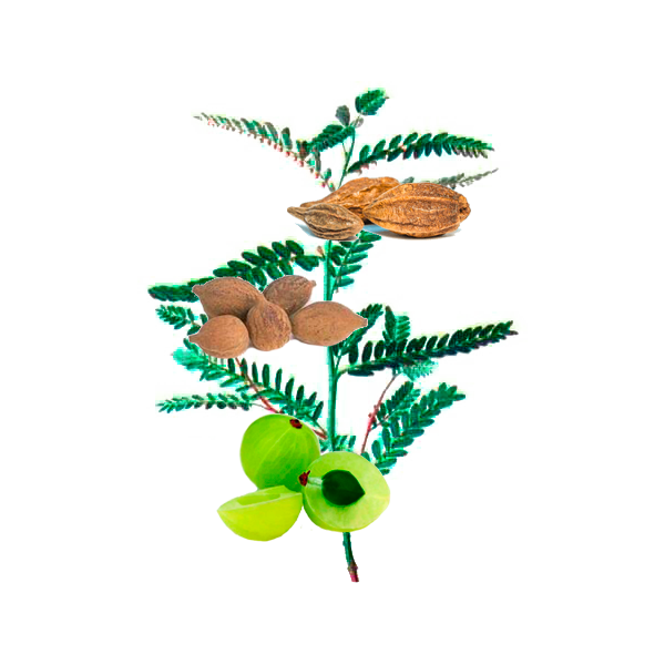 Triphala Bio en gélules, médecine ayurvédique