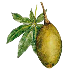 Boabab pulpe de fruit BIO en gélules (Adansonia digitata)