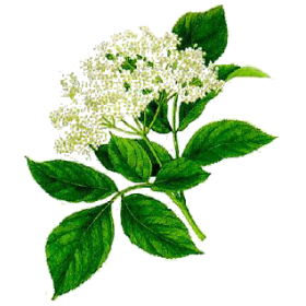 Sureau fleurs en gélules (Sambucus nigra)